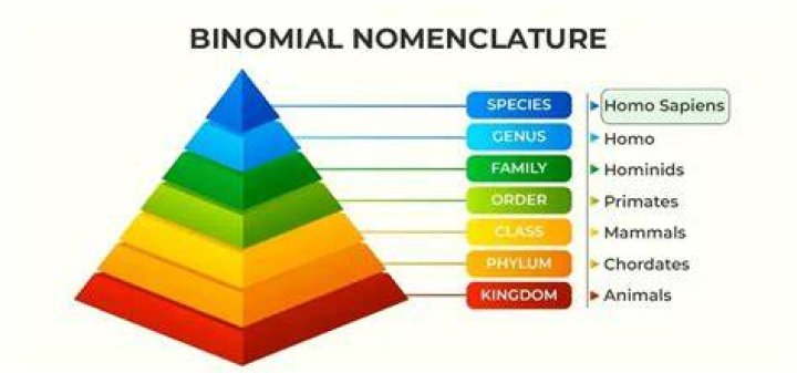 Determine The Order Of Names In The Binomial System