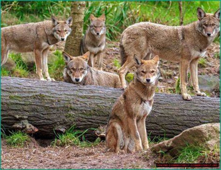 Disturbing Footage: Chilling Video Exposes "quiro Agua" Incident