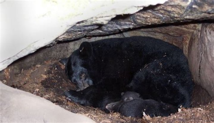 Retreat for a hibernating bear ·